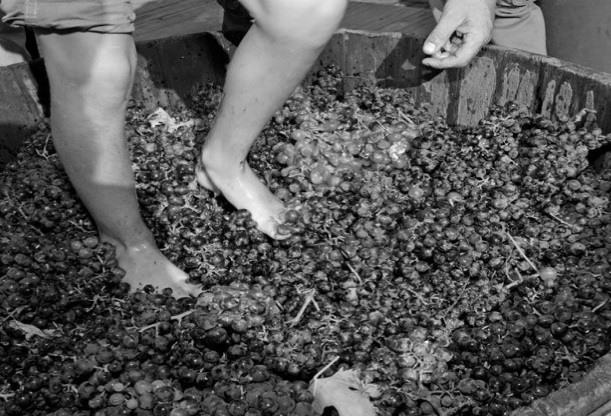 icona vinificazione2