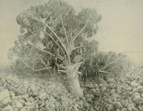 vesuvius icona 19062